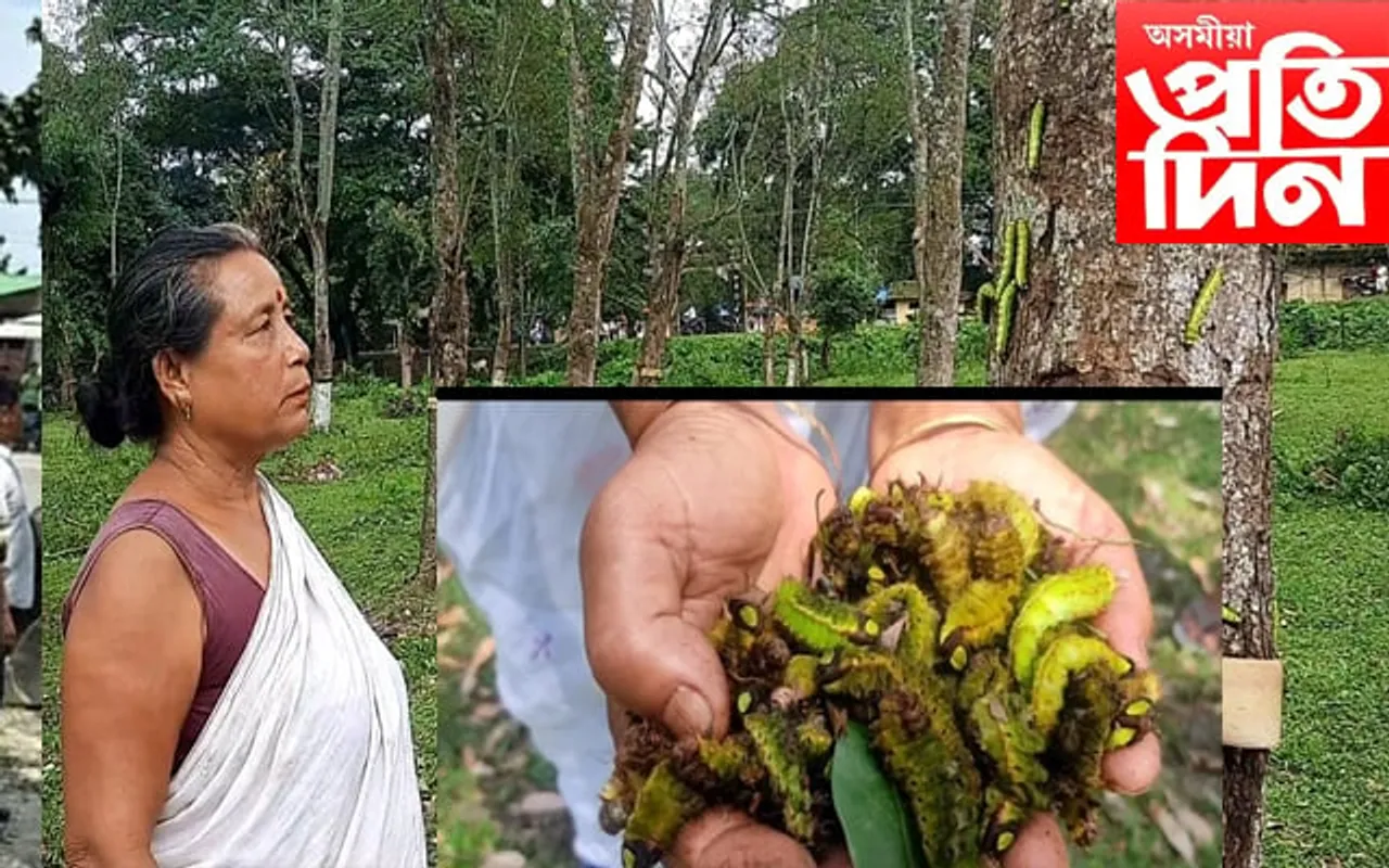 অচিন ৰোগত সহস্ৰাধিক মুগাৰ অকাল মৃত্যুত দিকহাৰা ৰেচম পালক