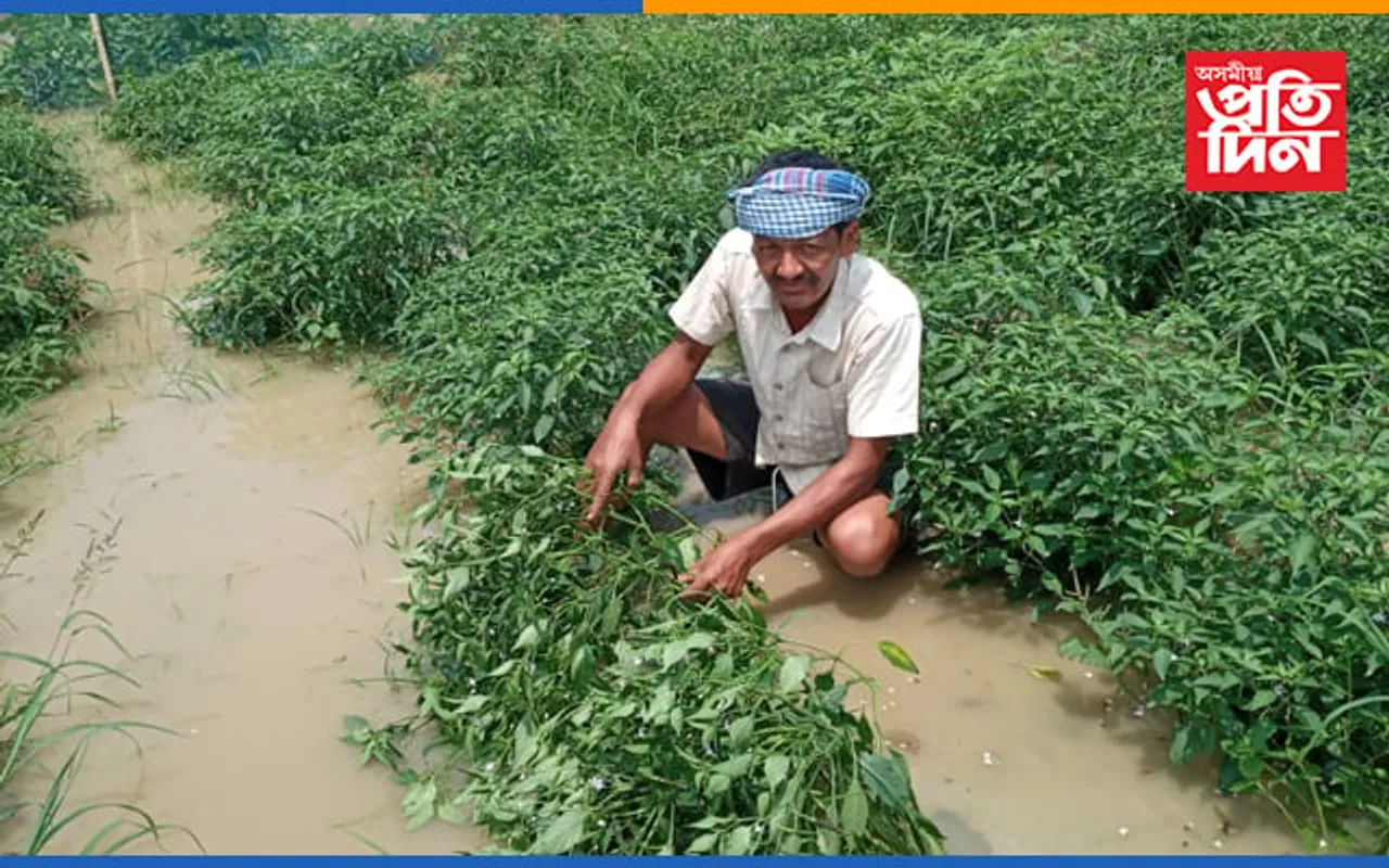 দক্ষিণপাট,বৰক’লা,কৃষ্ণাইখাট আদিত ৭৫০ বিঘা ৰবি শস্য বানত জাহ