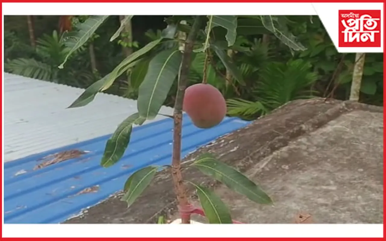 ডেৰ লাখ টকীয়া আম! খাম নে চাম…