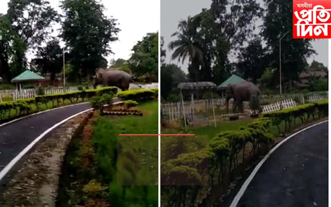 নগাঁৱত উপায়ুক্তক গুড মৰ্ণিং দিলেহি বনৰীয়া হাতীয়ে!