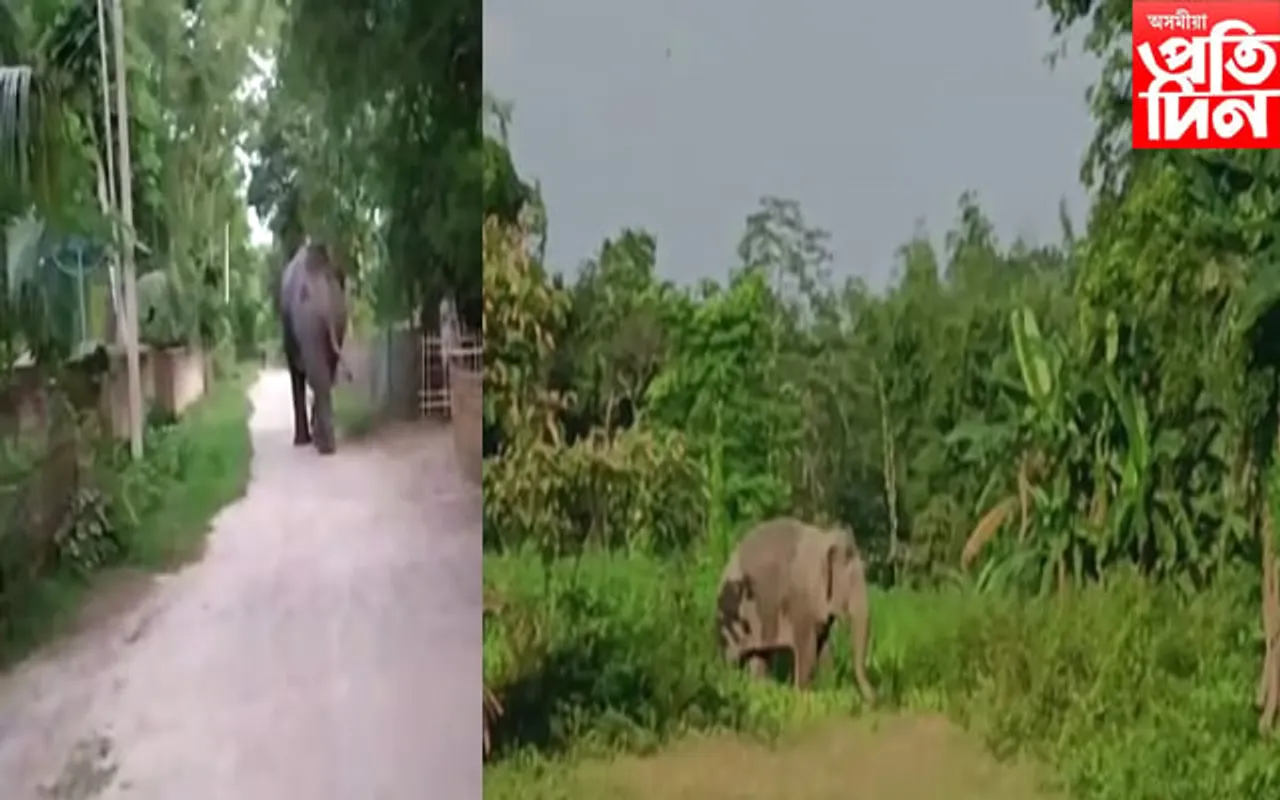 নগাঁৱত বনৰীয়া হাতীৰ মুকলি বিচৰণ, আতংকিত জনতা…