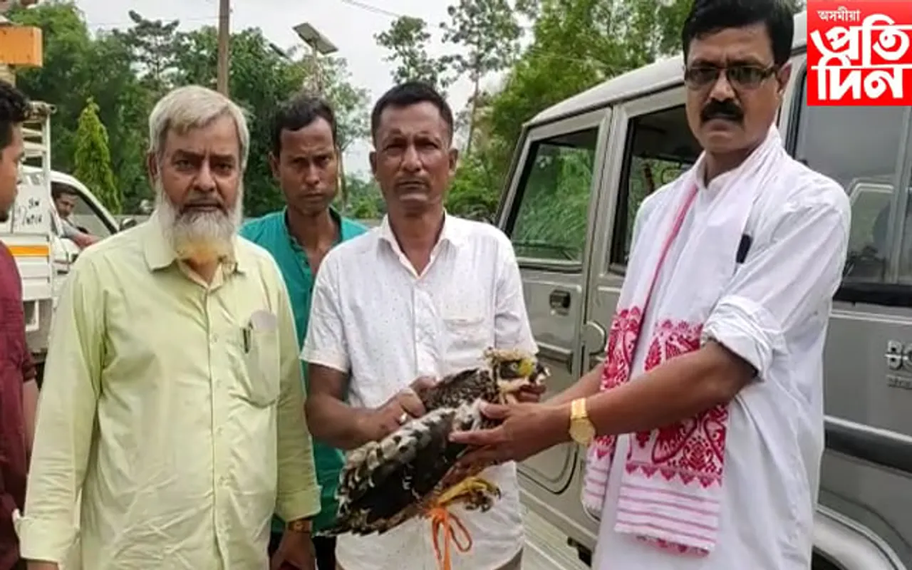 বটদ্ৰৱাত প্ৰকৃতিপ্ৰেমীৰ তৎপৰতাত উদ্ধাৰ দুস্প্ৰাপ্য প্ৰজাতিৰ ঈগল চৰাই…