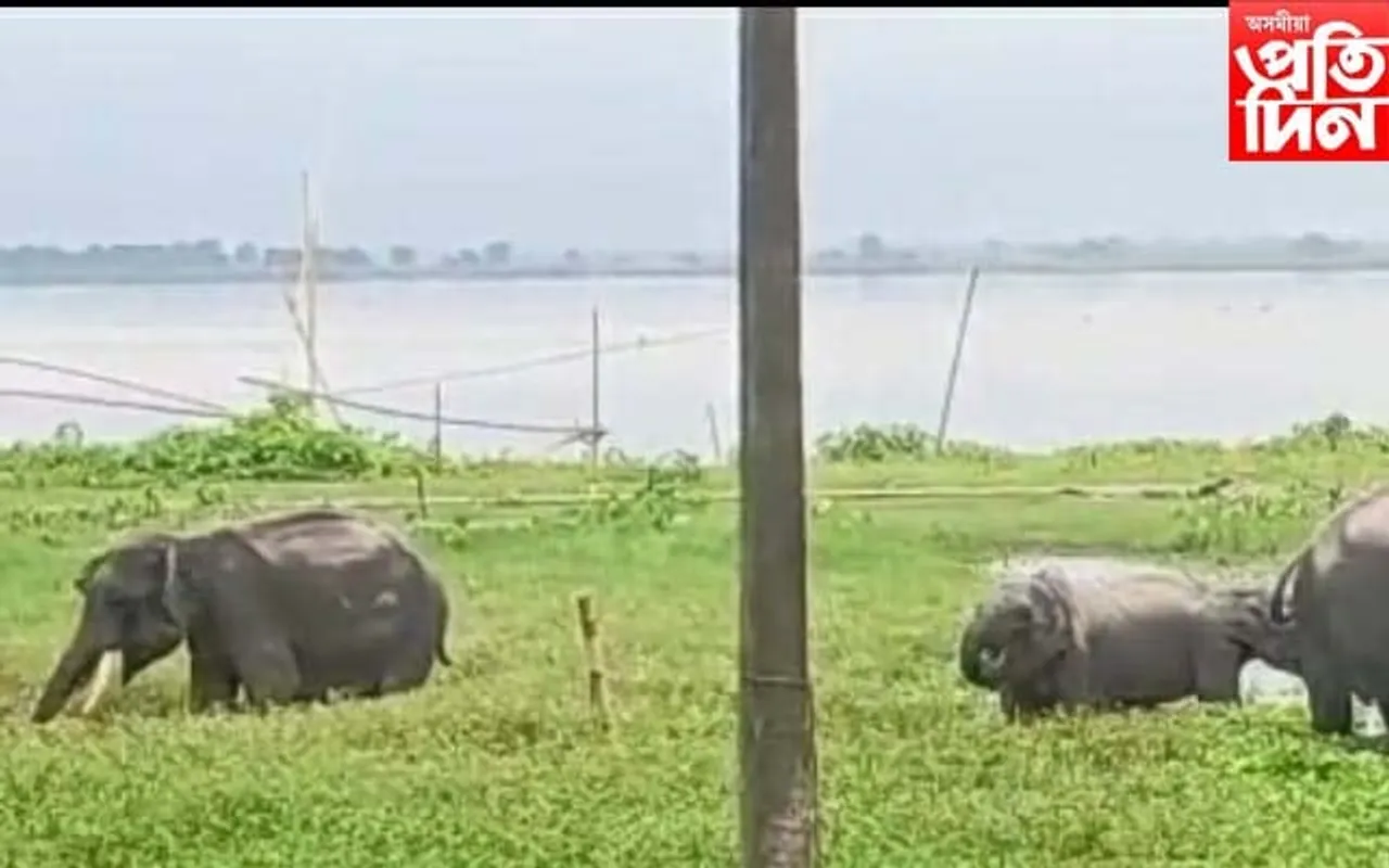 জনাঞ্চলত বন্যহস্তীৰ বিচৰণ,আতংকিত গঞা
