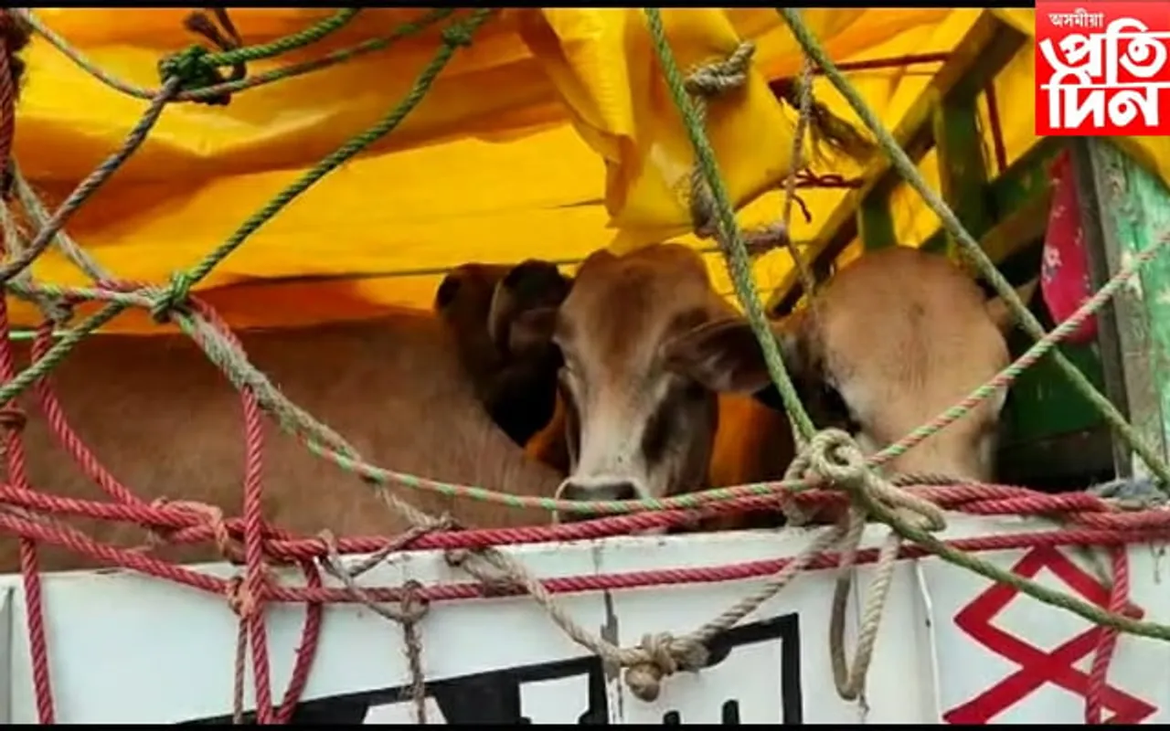 কলিয়াবৰৰ শাকমুঠীয়া চাহ বাগিচাত জব্দ গৰু ভৰ্তি বাহন…