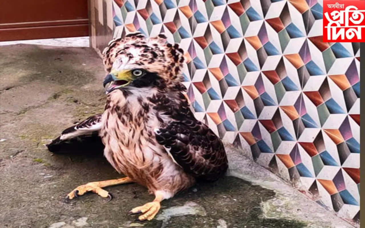 নগাঁৱৰ  ব্ৰাহ্মনগাওঁত বিলুপ্তপ্ৰায়  ঈগল চৰাই উদ্ধাৰ