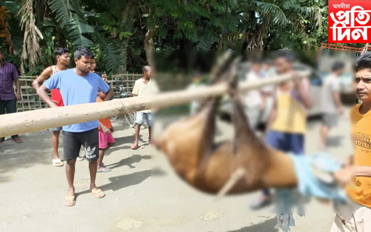 শালনাত হৰিণাৰ হাৰ্ট এটেক…