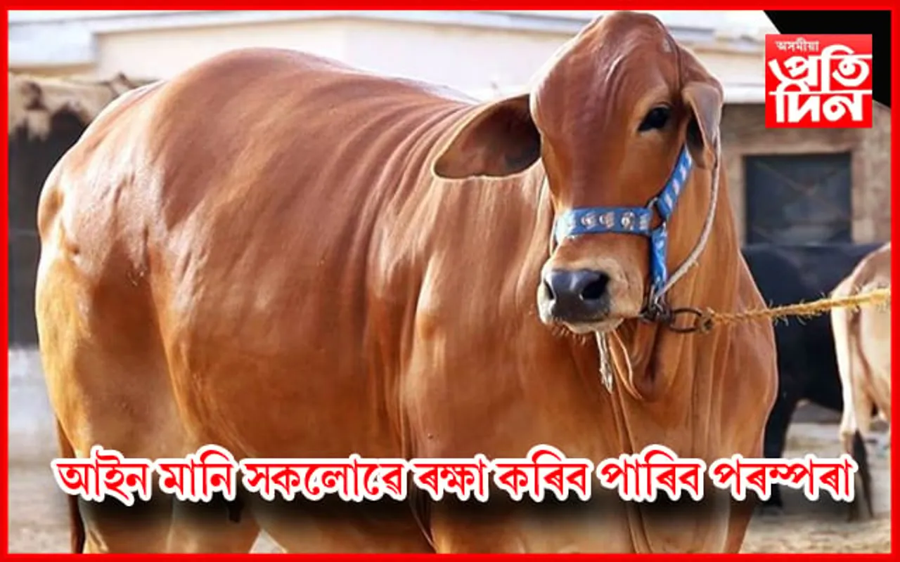 SOP! অবৈধ কোৰবানী বন্ধ,  আইন মানি সকলোৱে ৰক্ষা কৰিব পাৰিব পৰম্পৰা…