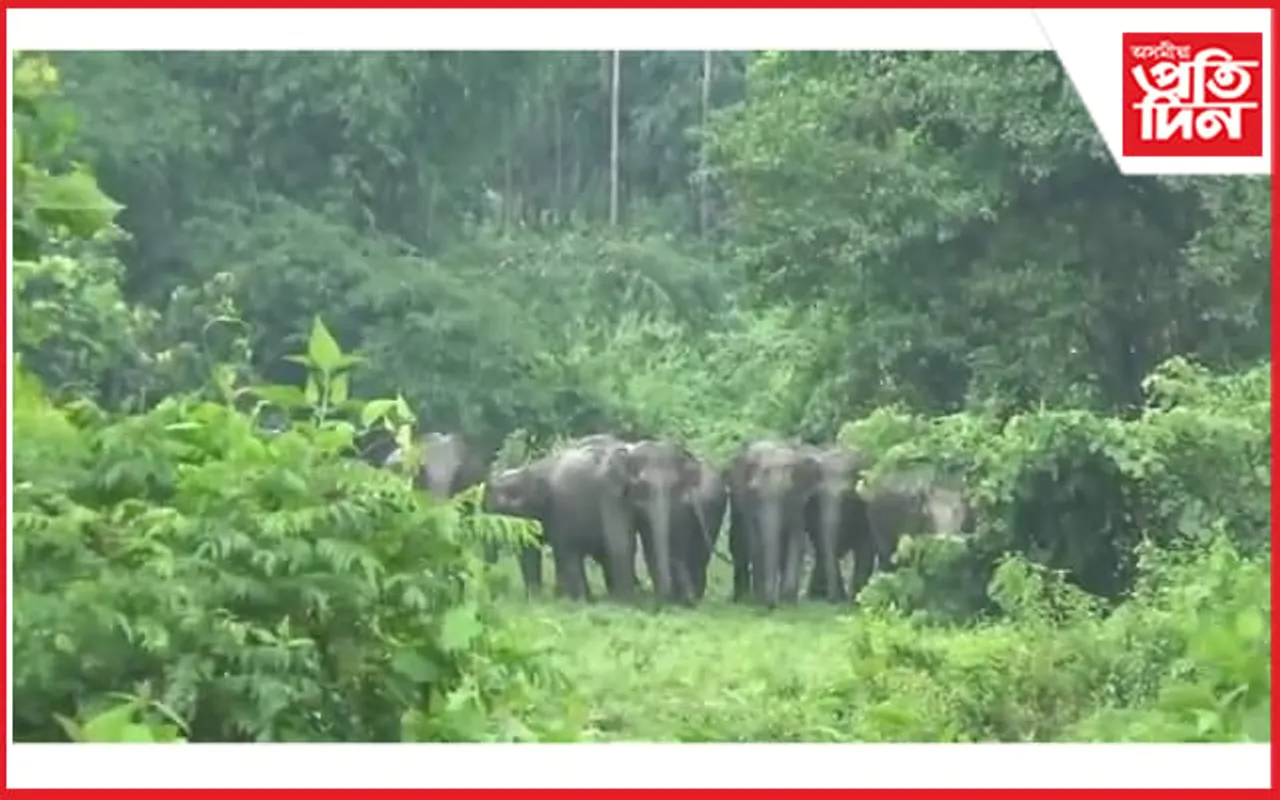 চিৰাঙৰ ভূটান সীমান্তত দিন দুপৰতে বৃহৎ বন্যহস্তীৰ জাক, শংকিত ৰাইজ…