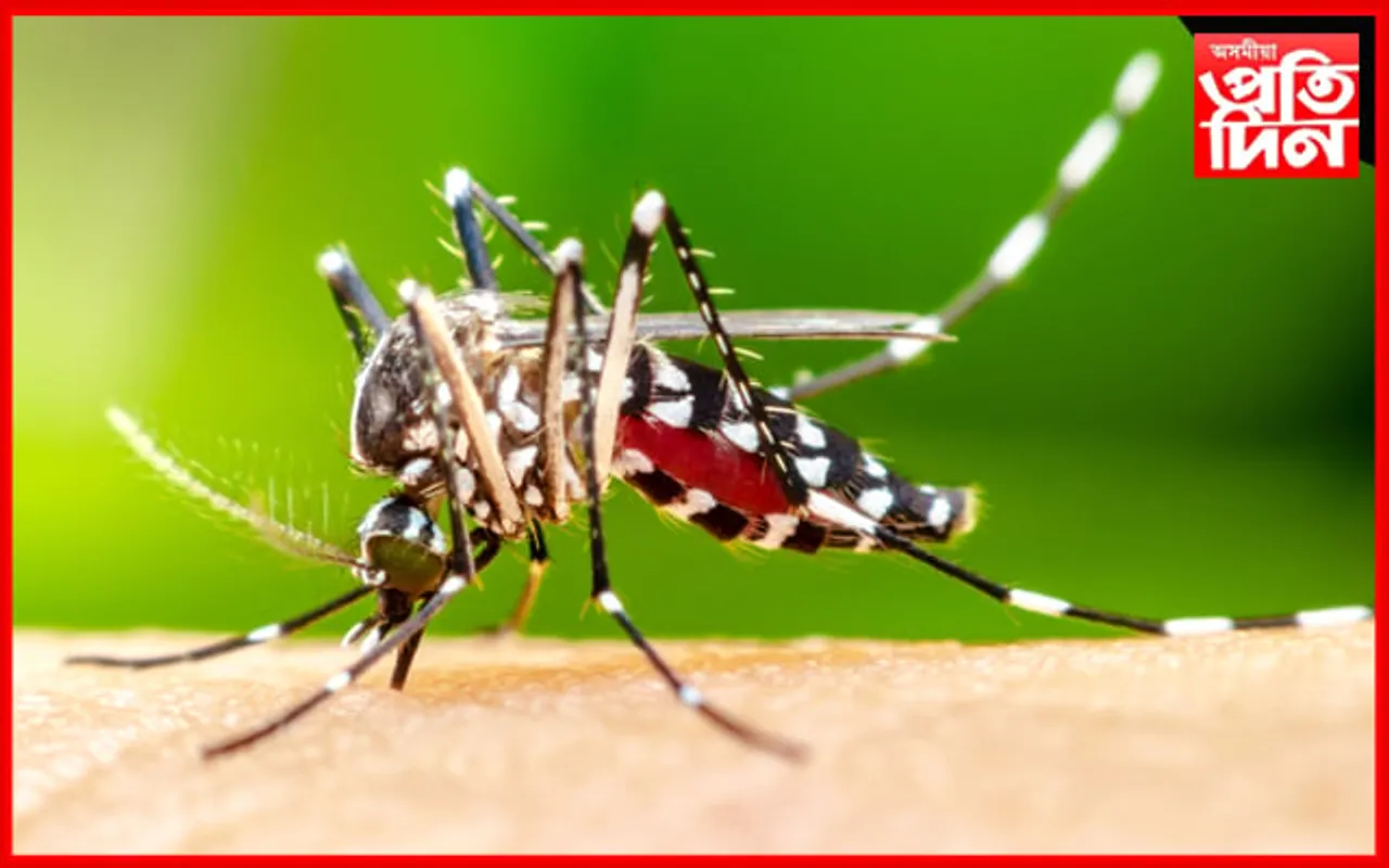 শিৱসাগৰত জাপানীজ এনকেফেলাইটিছৰ তাণ্ডৱঃ১৪ জন আক্ৰান্ত, প্ৰাণ হেৰুৱালে ৩ জনে...