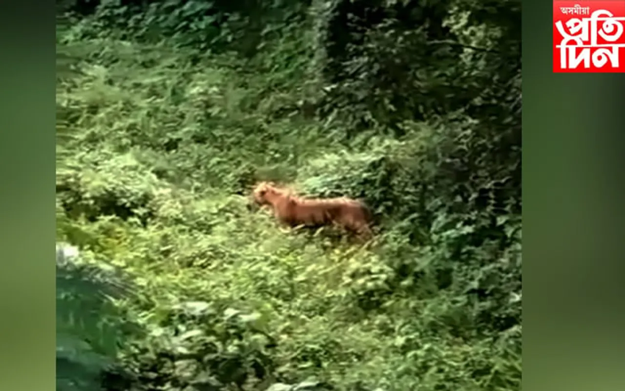 কলিয়াবৰত দিন দুপৰতে বাঘৰ সন্ত্ৰাস: অঞ্চলটোত ৮টা গৰু ভক্ষণ