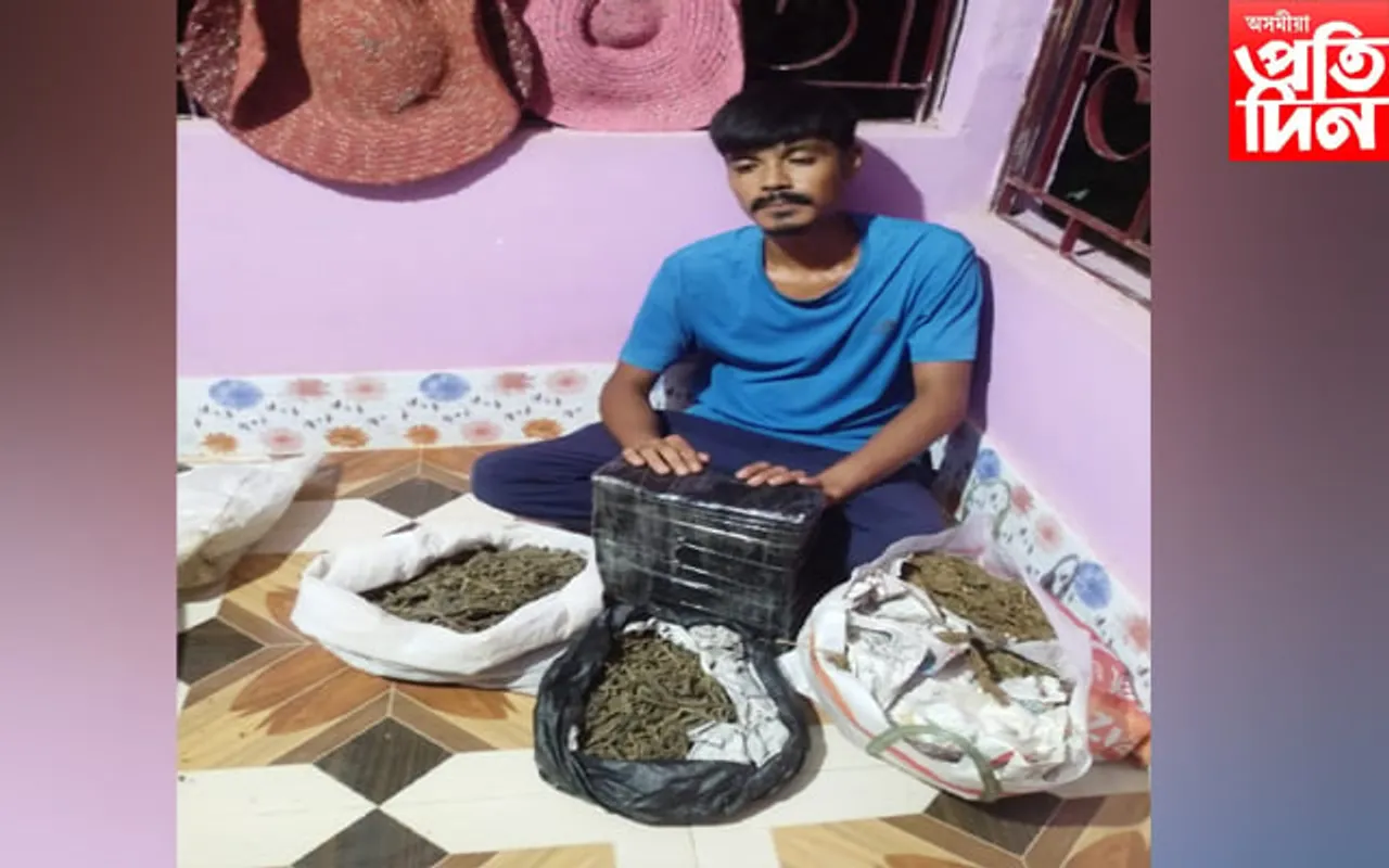 বকো আৰক্ষীৰ গাঞ্জাৰ বিৰূদ্ধে অভিযান, গ্ৰেপ্তাৰ এজন