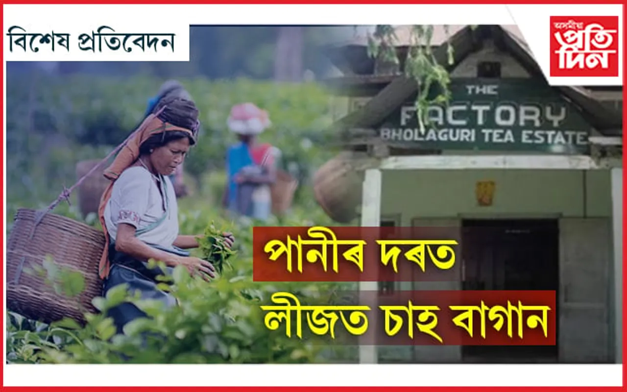 অসম চাহ নিগমৰ ২,৫০০ কোটিৰ সম্পত্তি গটাব ৩৫ কোটিত…