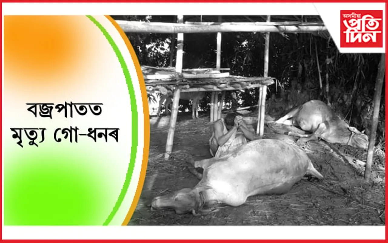 বজ্ৰ পৰি গোহালিতে মৃত্যু গো-ধনৰ…