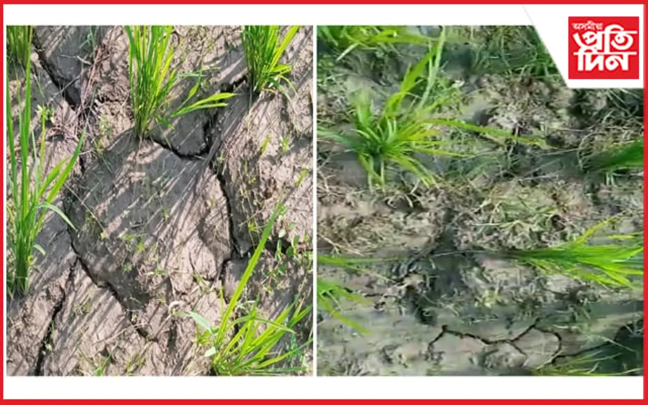 কৃষকৰ মাজত হাহাকাৰ, মাজুলীৰ শালি ধানৰ পথাৰত চিঁৰাল ফাট…