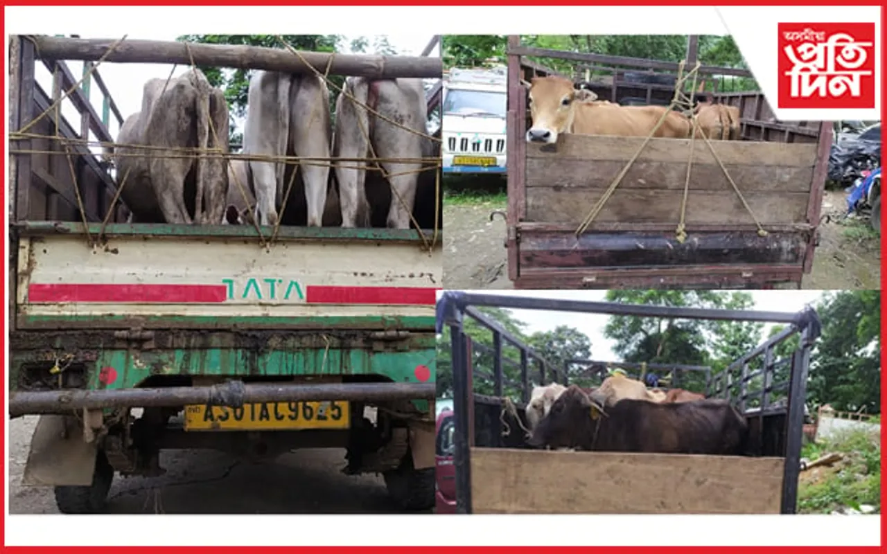 মেঘালয়লৈ প্ৰেৰণ কৰিবলৈ লোৱা ১৩ টা গৰুসহ ৩ খন বাহন জব্দঃ আটক ৫ সৰবৰাকাৰী…