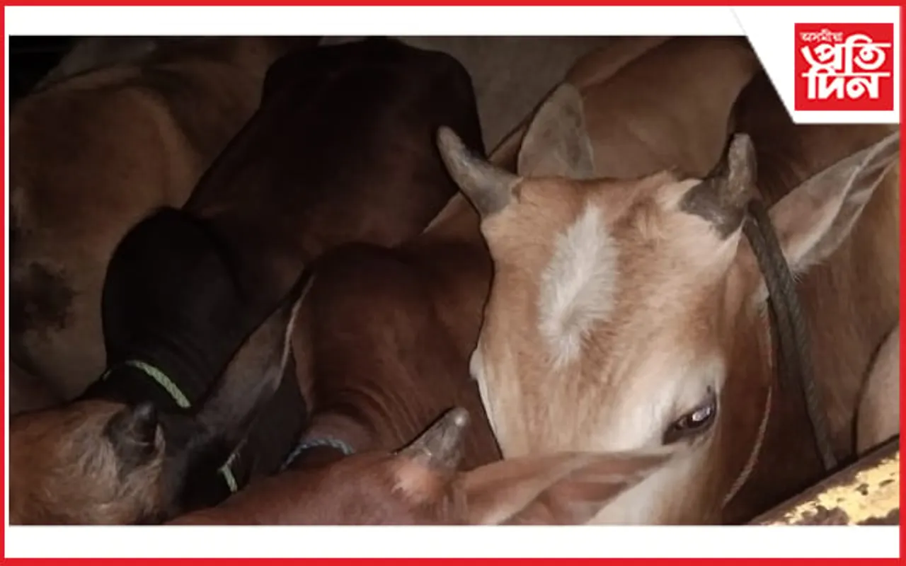 ৰূপহীহাটত চোৰাং গৰুৰ ছিণ্ডিকেট চক্ৰ সক্ৰিয়! আৰক্ষীয়ে জব্দ কৰিলে ২৮ টা চোৰাং গৰু…