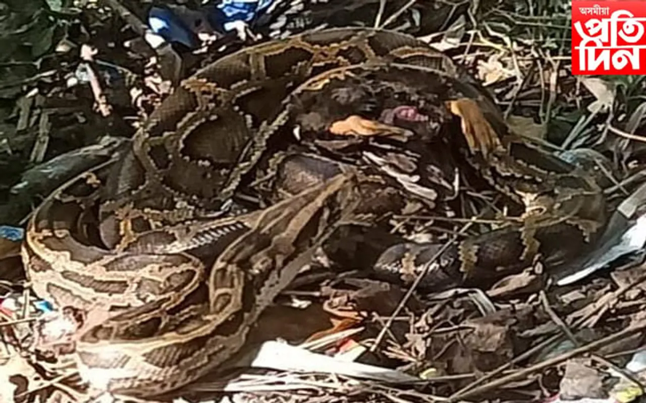 চৰাইদেউ পৰ্বত চাহ বাগিচাত প্ৰকাণ্ড অজগৰ উদ্ধাৰ…