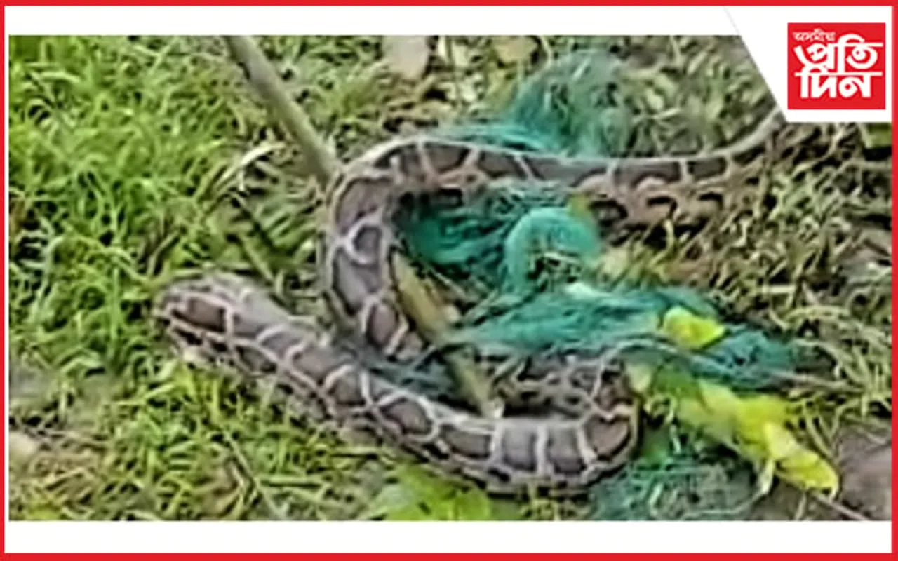 ঢকুৱাখনাত অজগৰ উদ্ধাৰ বন বিভাগৰ