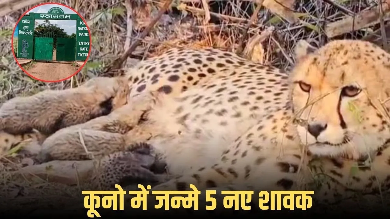 Kuno National Park Cheetah Birth