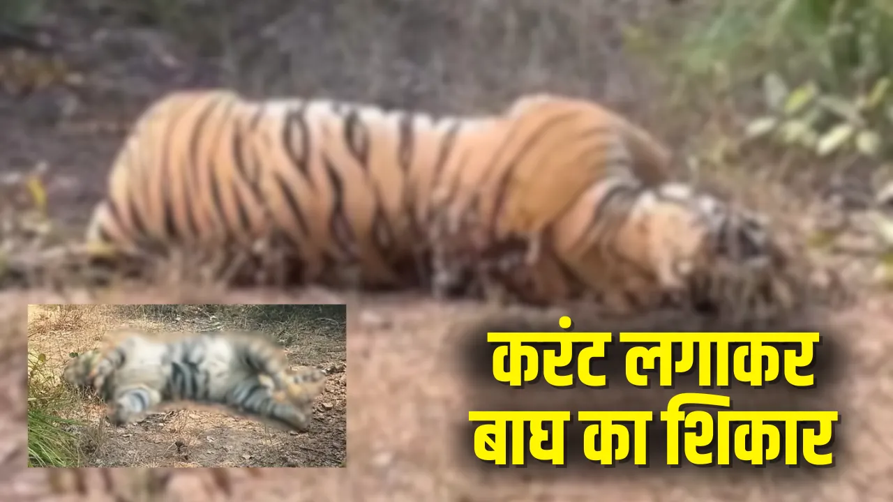 CG Tiger Poaching Case