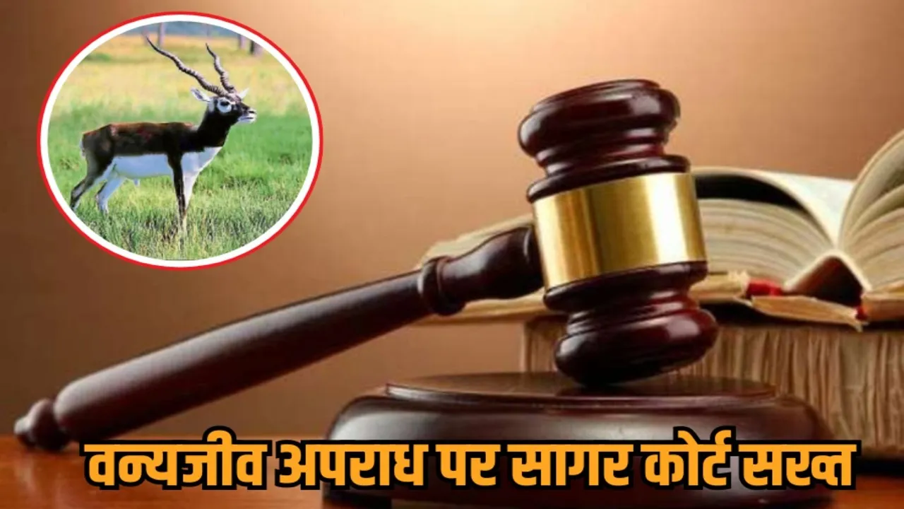 mp sagar blackbuck poaching case dr wasim bail rejected jail hindi news zvj