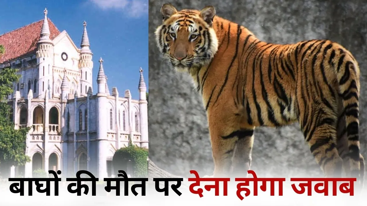 MP Tigers Death News