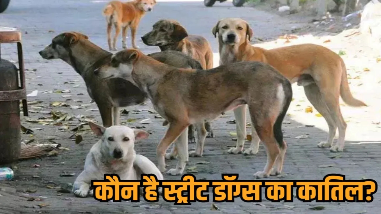 madhya pradesh bhopal shahpura street dogs poisoning case five dogs died fir update hindi news zvj