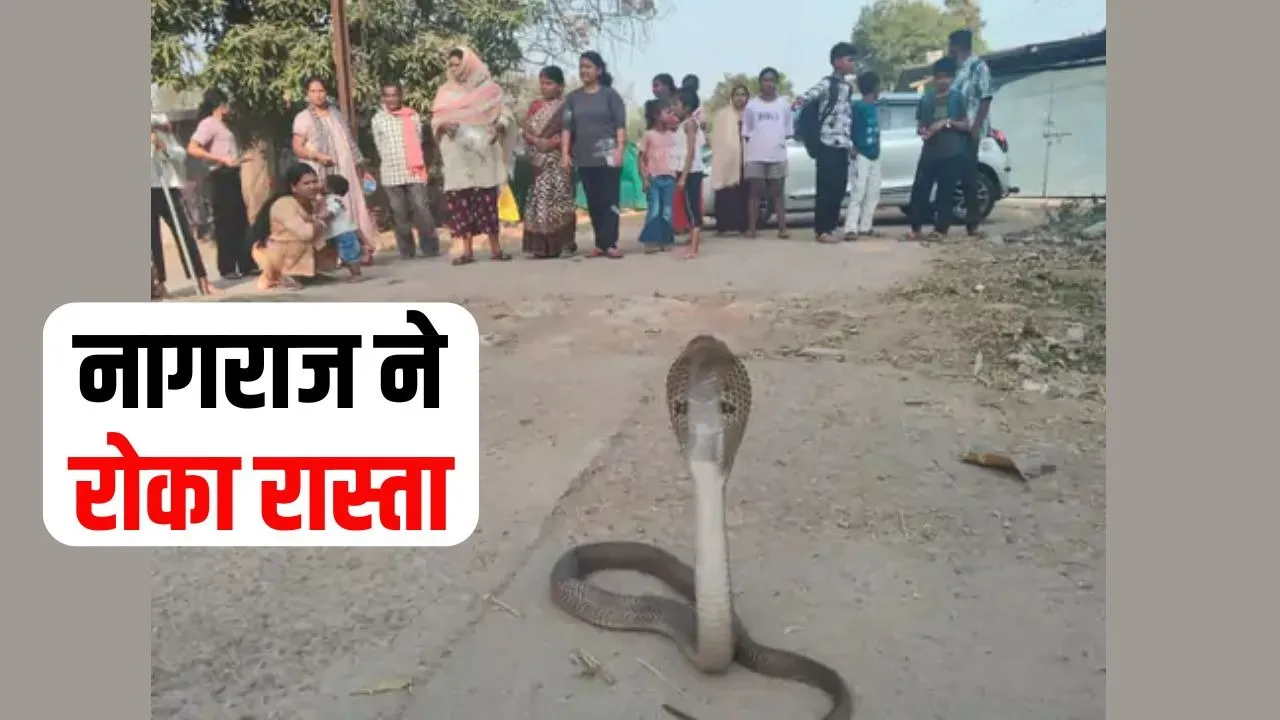Korba Snake Rescue