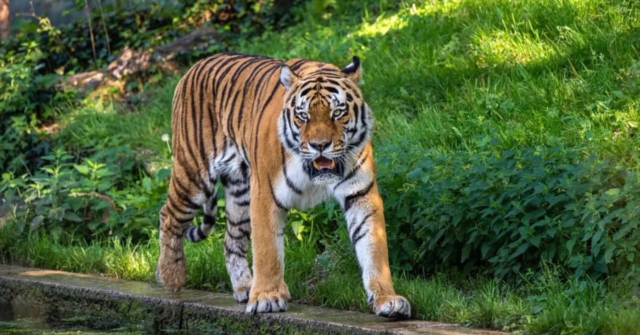 Veerangana rani Durgavati Tiger Reserve