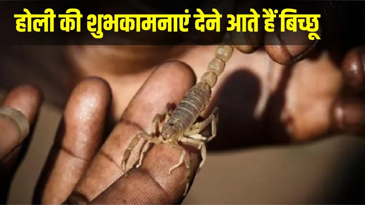 Etawah santhan village scorpion holi celebration unique tradition up news hindi zxc