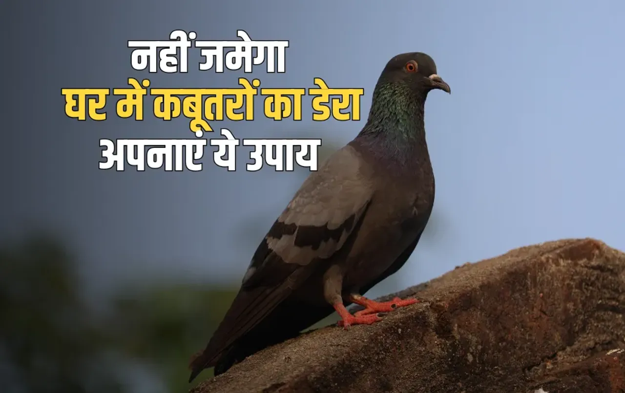 Kabootar Bhagane Ke Upay