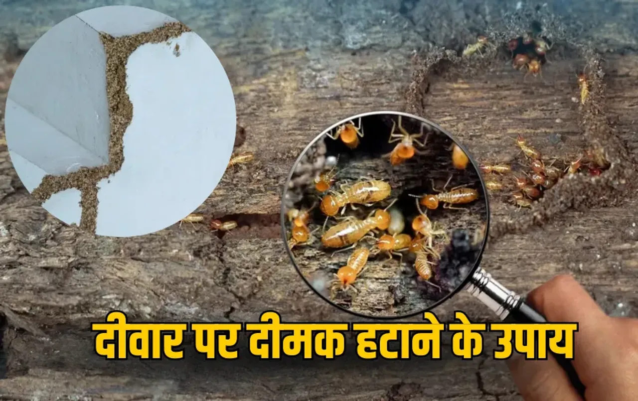 Termite Removal Tips: दीवारों पर बार-बार लग रही है दीमक ? अपनाएं ये 5 सस्ते और असरदार देसी उपाय