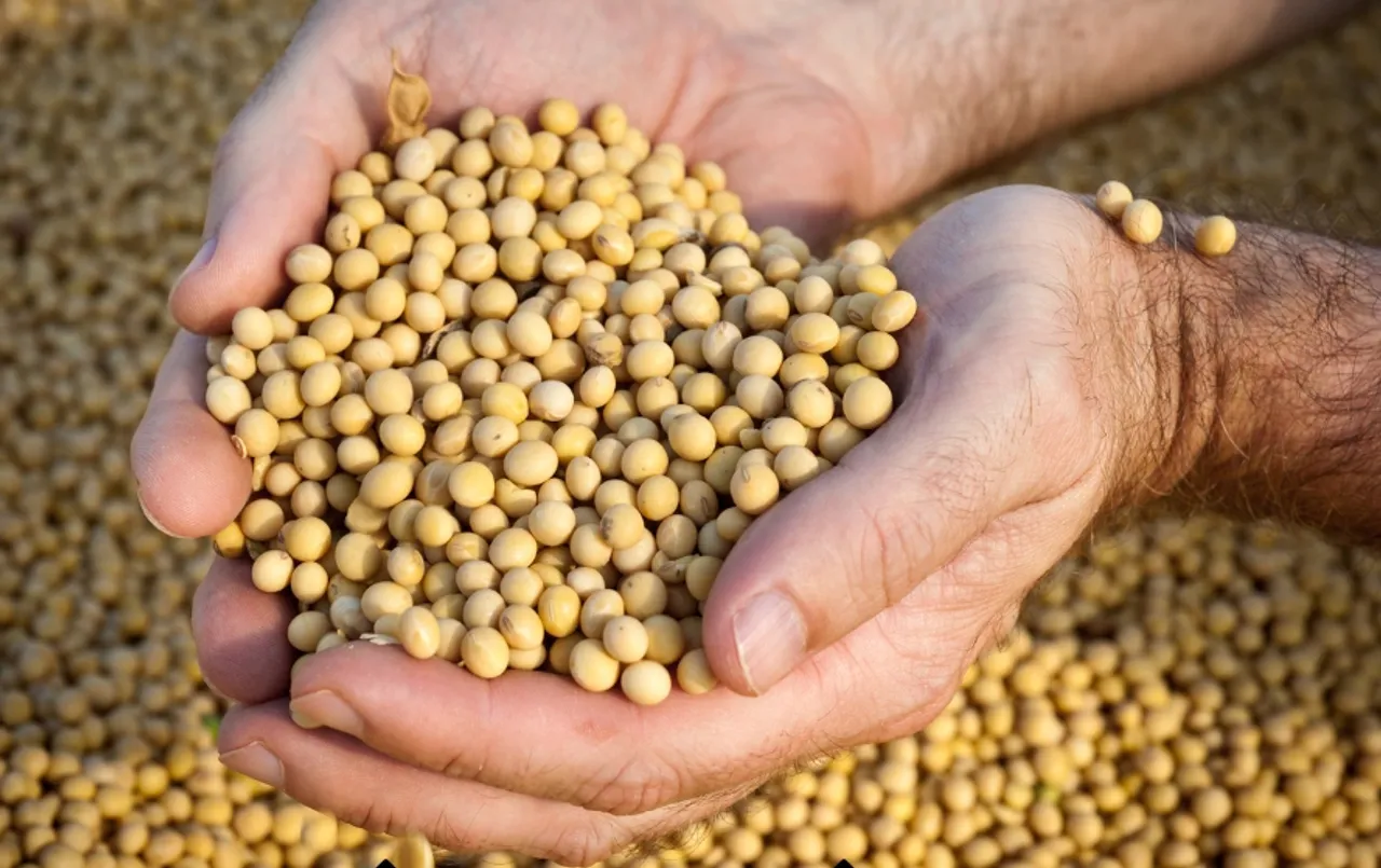 सोयाबीन किसानों को केंद्र सरकार का बड़ा तोहफा: 15% नमी वाली सोयाबीन MSP पर खरीदेगी सरकार
