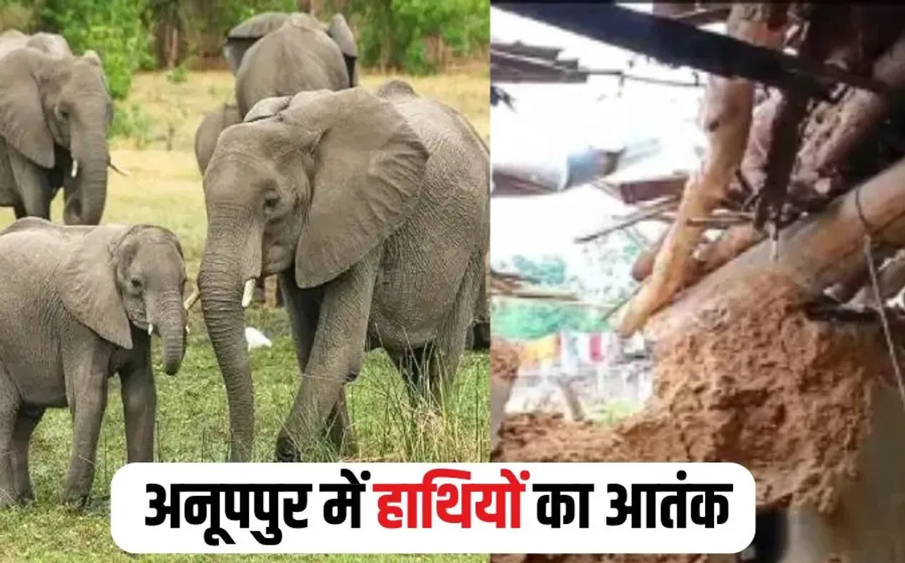 Anuppur Elephant Attack