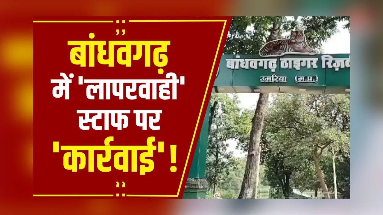 MP News: बाघ और हाथियों की मौत का मामला, पूरा स्टाफ बदलने की तैयारी, CM Mohan की नाराजगी के बाद कवायद