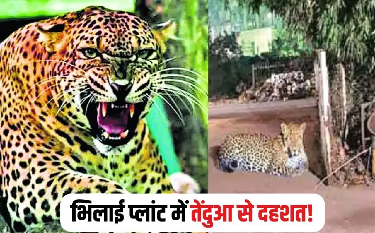 Bhilai Plant Leopard