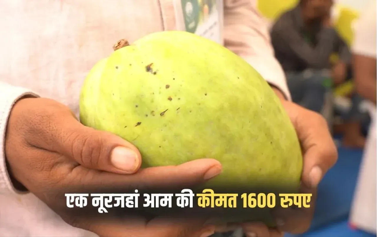 Bhopal Mango Festival Noor Jahan Sundarja Mangoes