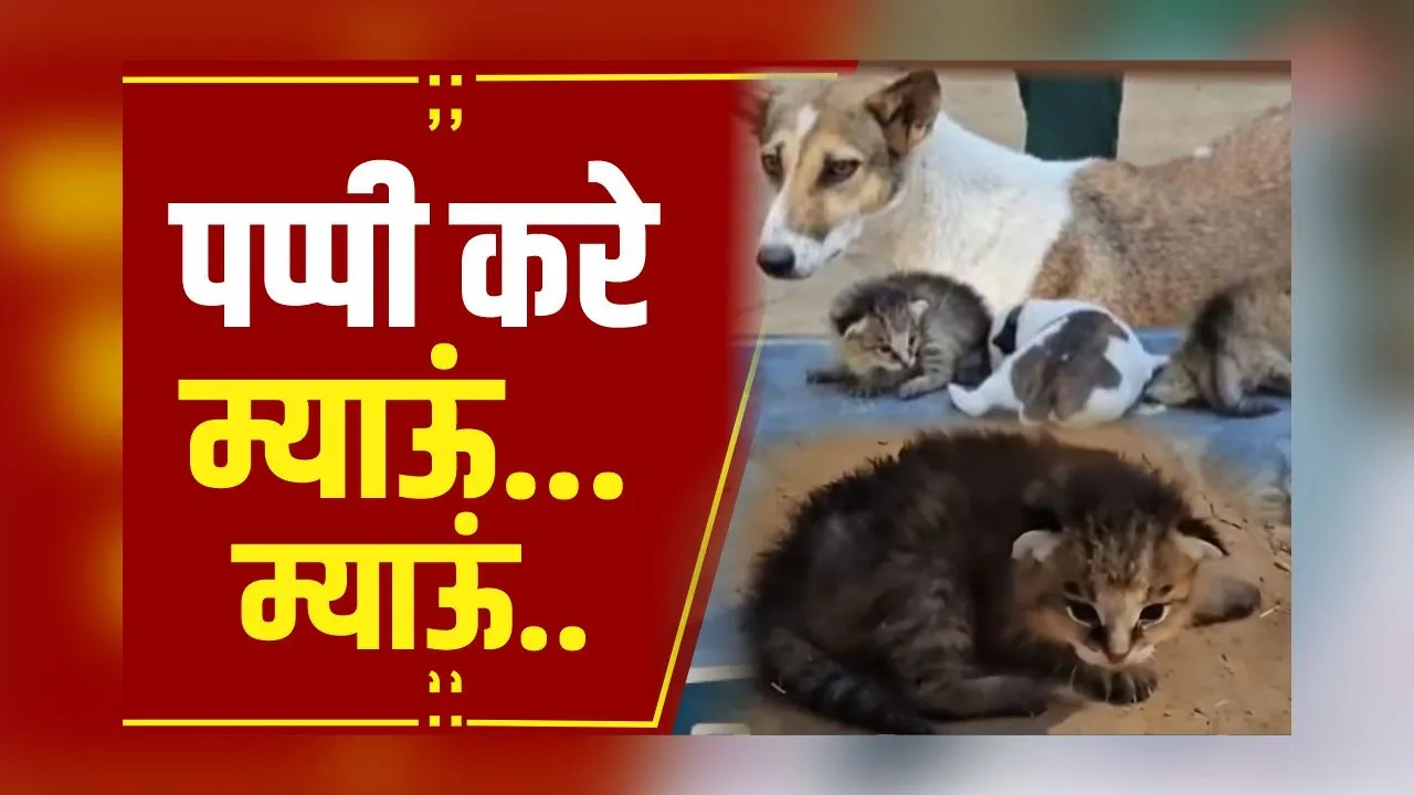 Rewa: MP में दिखा कुदरत का करिश्मा, कुत्ते के मुंह से निकला म्याऊं-म्याऊं, सुनने वाला रह जाता है हैरान
