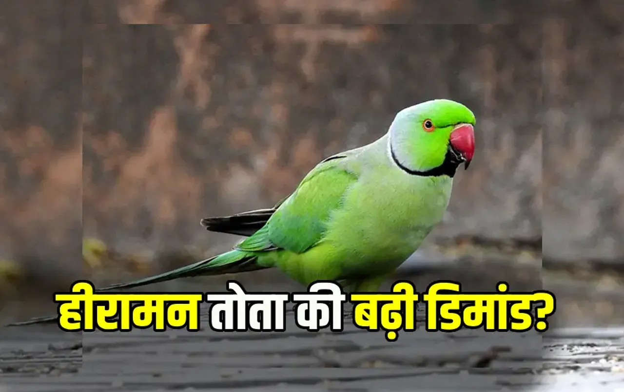 CG Smuggling Parrot Case