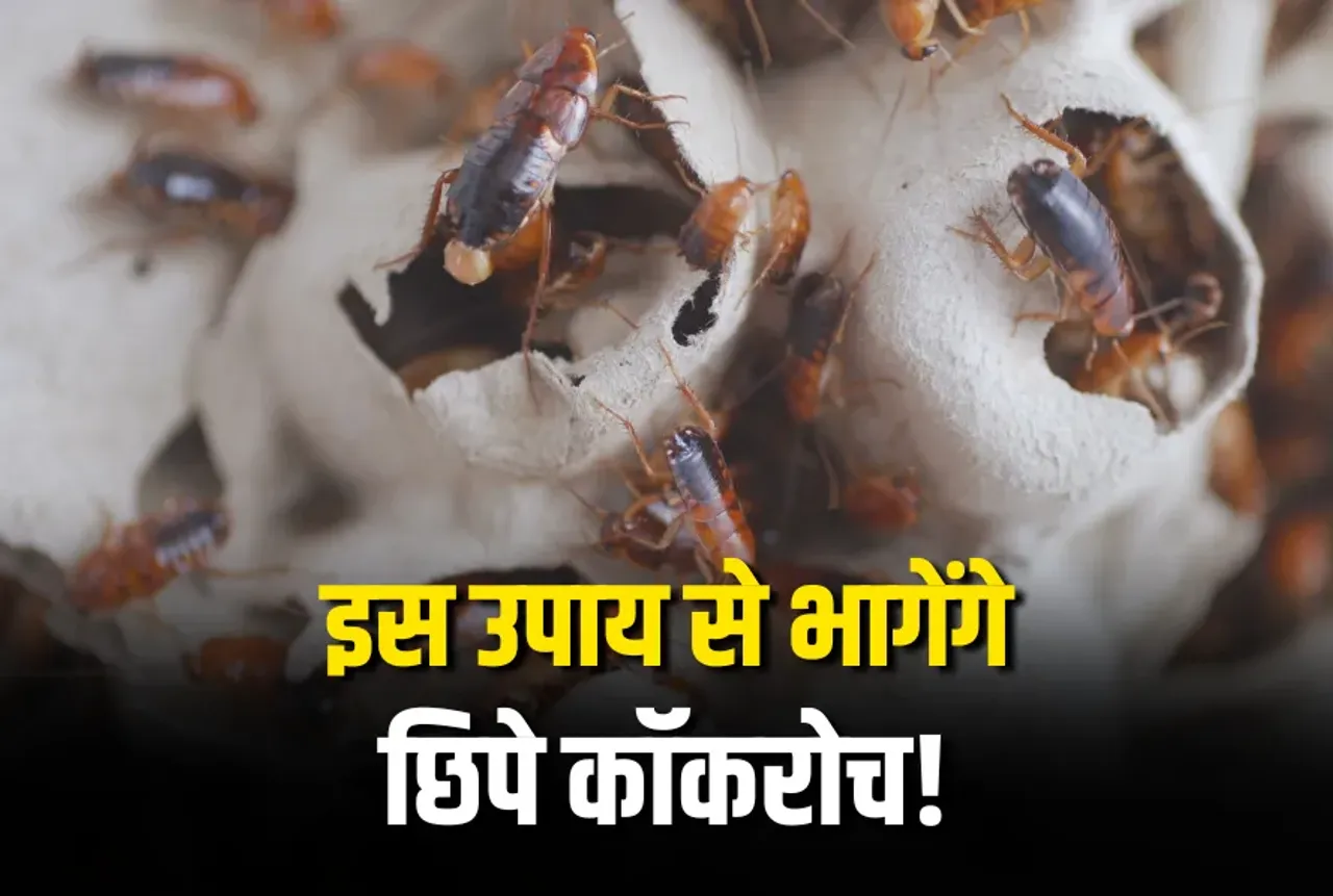 Cheap Cockroach Killer Home Remedy, Ghar me Cockroach Bhagane ke Upay