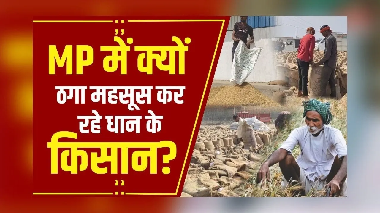 MP धान खरीदी: चुनावी वादे के भरोसे पर धान की बंपर पैदावार, अब मनमाफिक दाम न मिलने से अन्नदाता निराश!