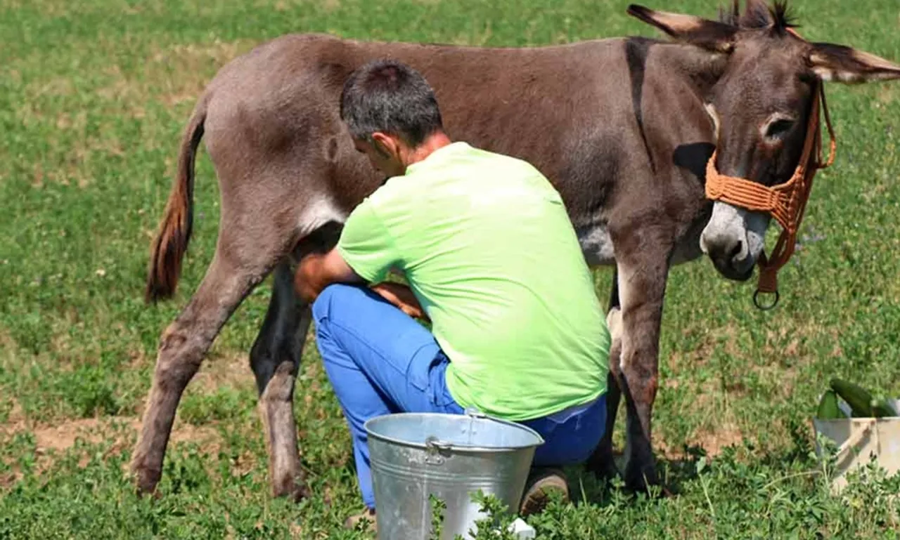 Donkey Milk Benefits
