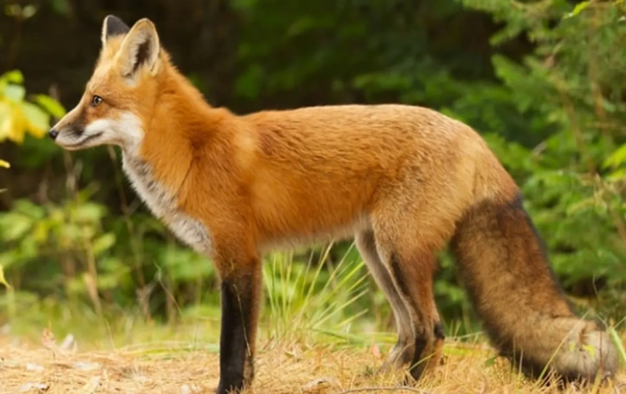 छत्तीसगढ़ में लोमड़ी का आतंक: छह लोगो पर हमला, भय के साए में जी रहे ग्रामीण