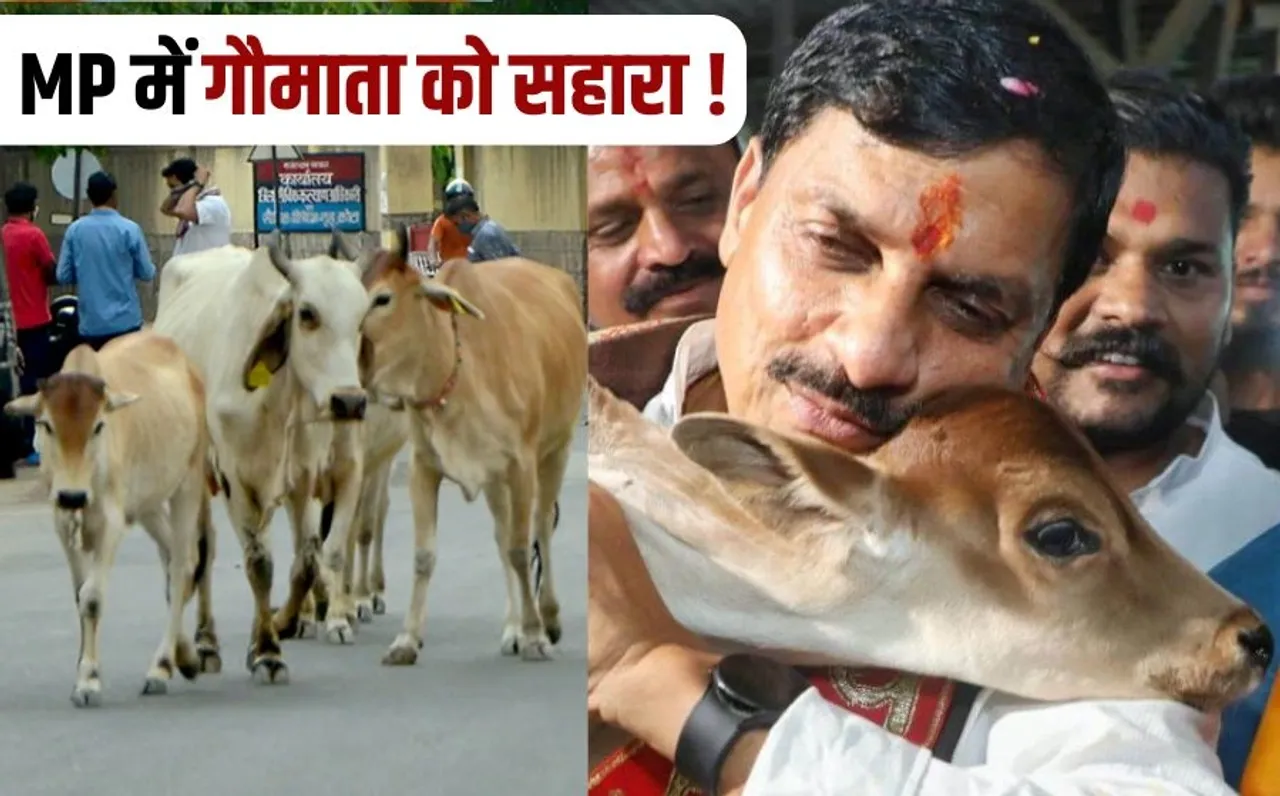 In MP poor will get milk cows and calves in exchange of old cows MP government big plan for abandoned cows
