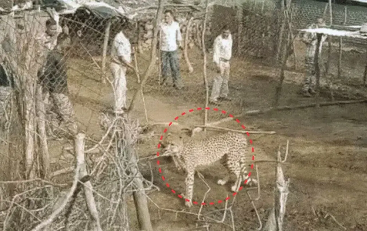Kuno Cheetah Relocation