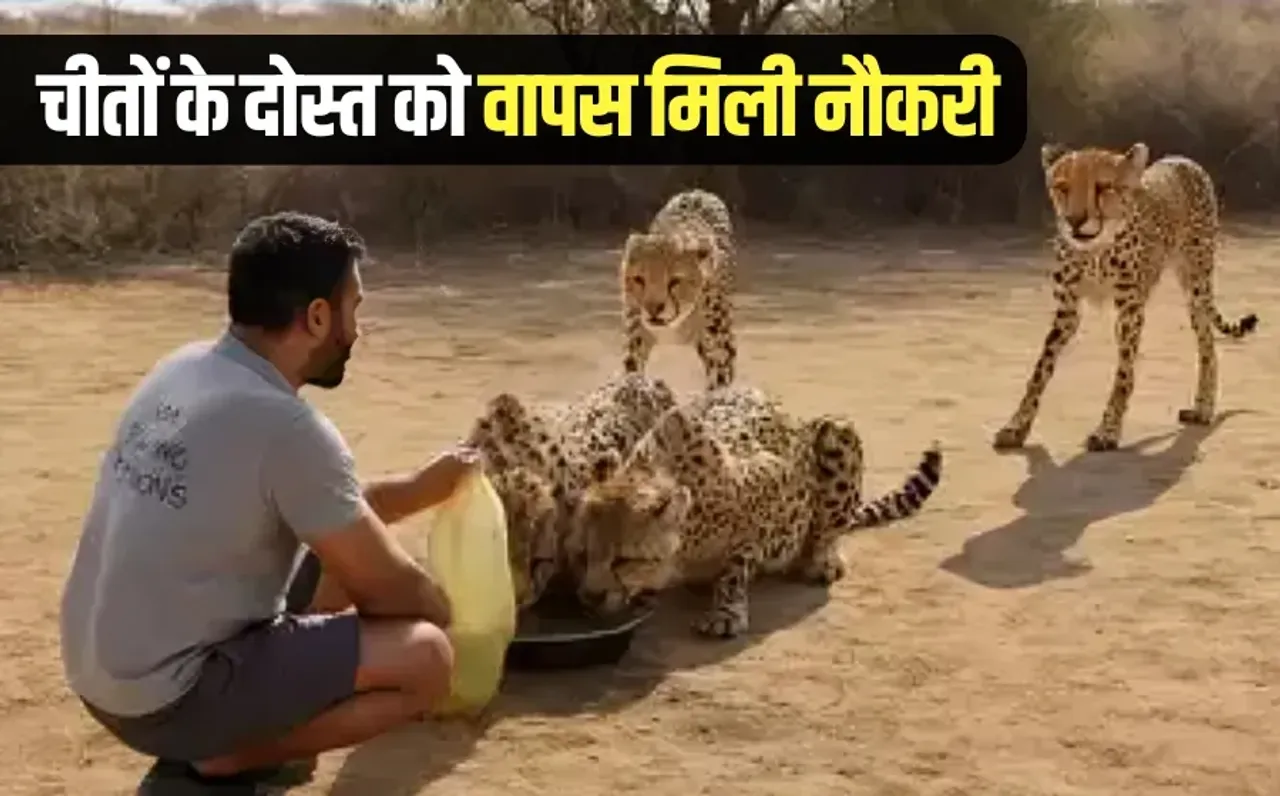 Kuno Cheetah water video viral driver job Kuno National Park