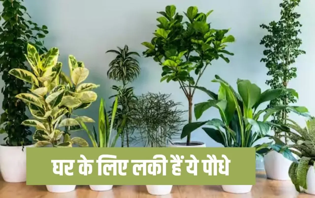 Vastu Shastra Lucky Plants: तुलसी से ज्यादा लकी है ये प्लांट, घर पर जरूर लाएं, जाग उठेगी सोई किस्मत