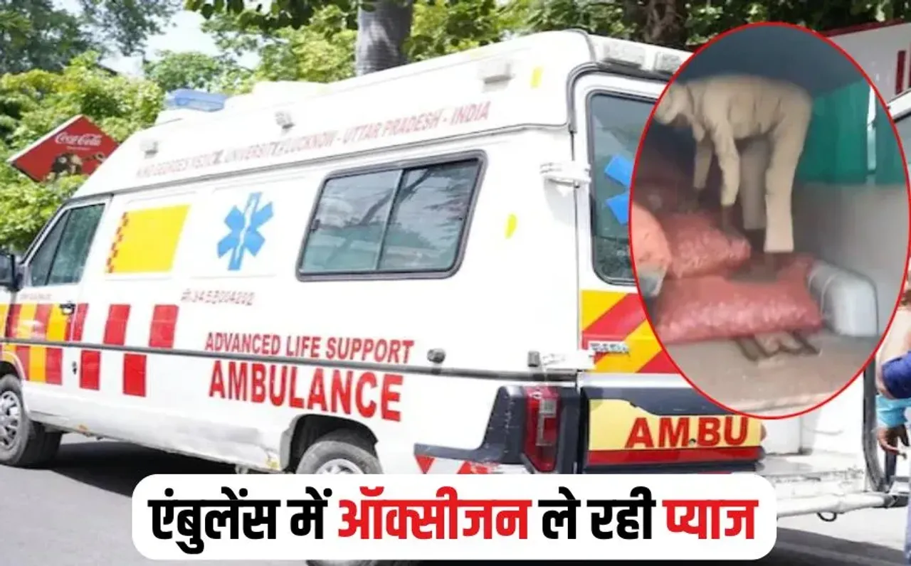 MP Ambulance Onion