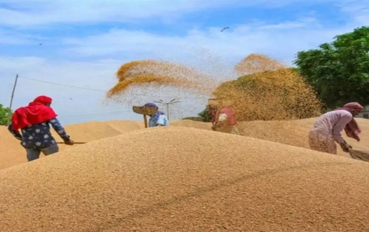 MP MSP wheat purchase