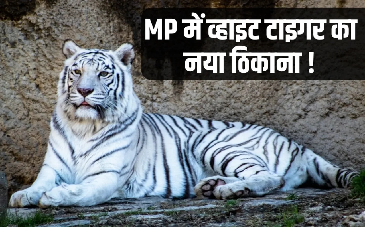 MP White Tiger Breeding Center Govindgarh Rewa